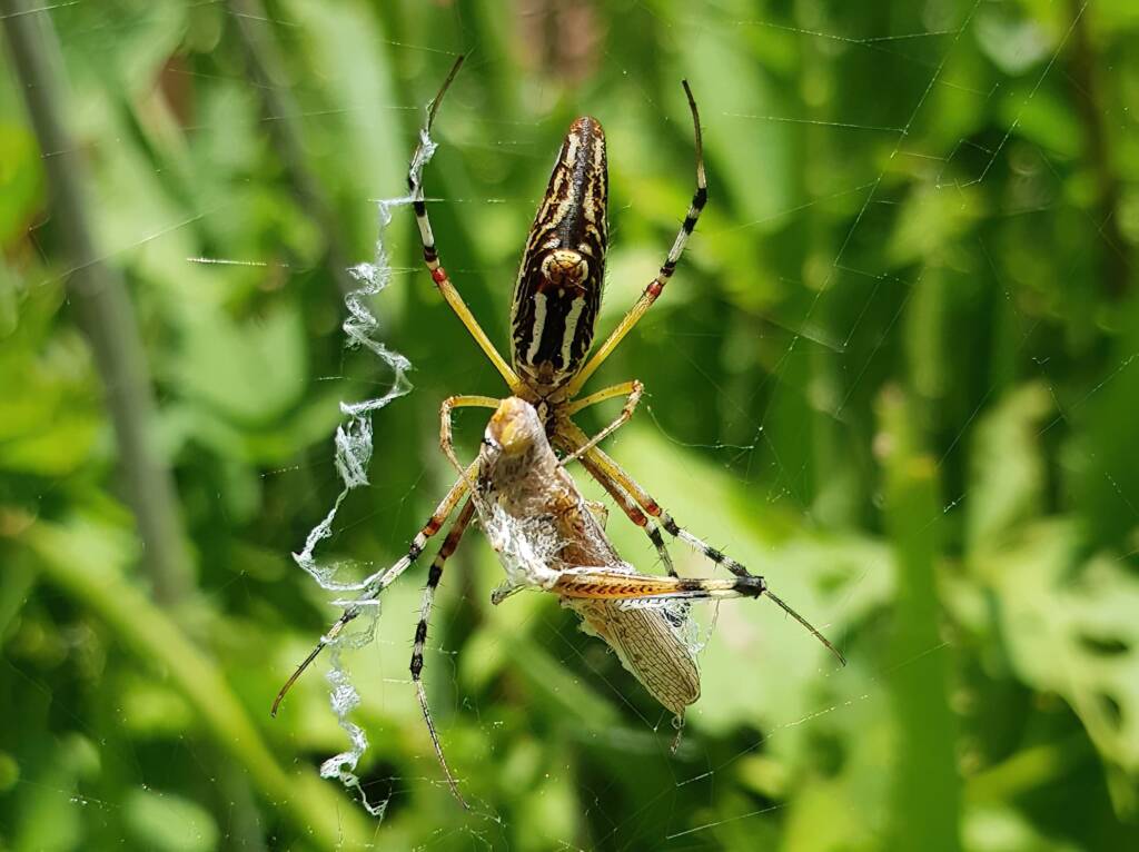 Long-tailed St. Andrews Cross Spider (Argiope protensa) with grasshopper, Alice Springs NT