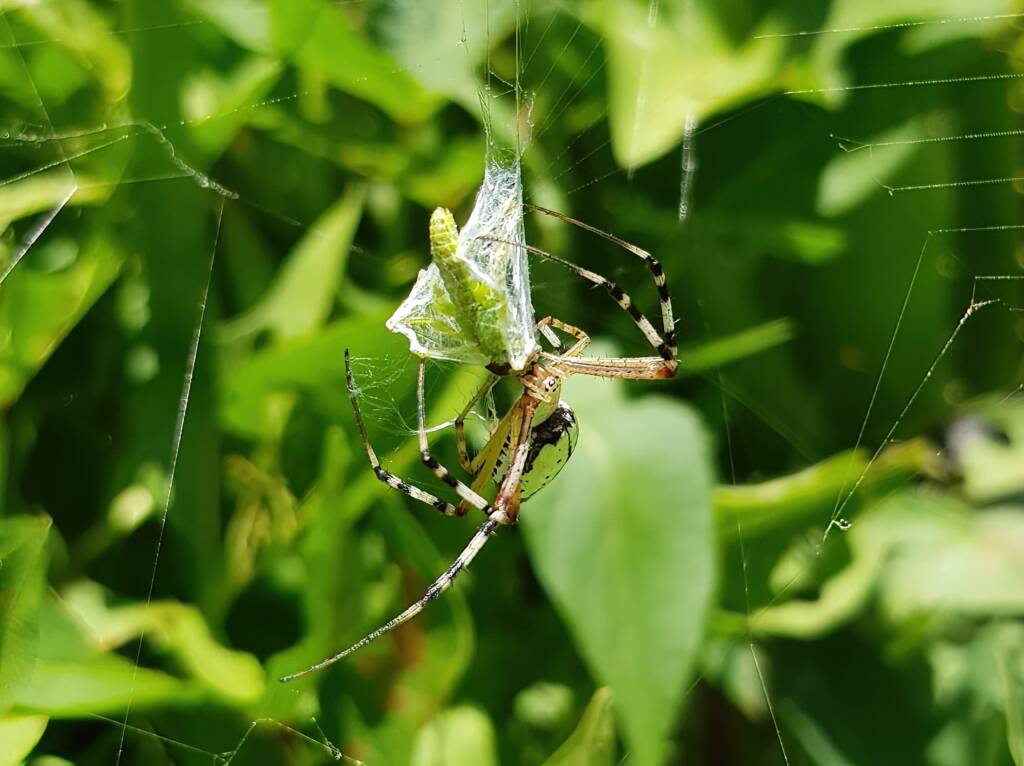 Long-tailed St. Andrews Cross Spider (Argiope protensa) with grasshopper, Alice Springs NT