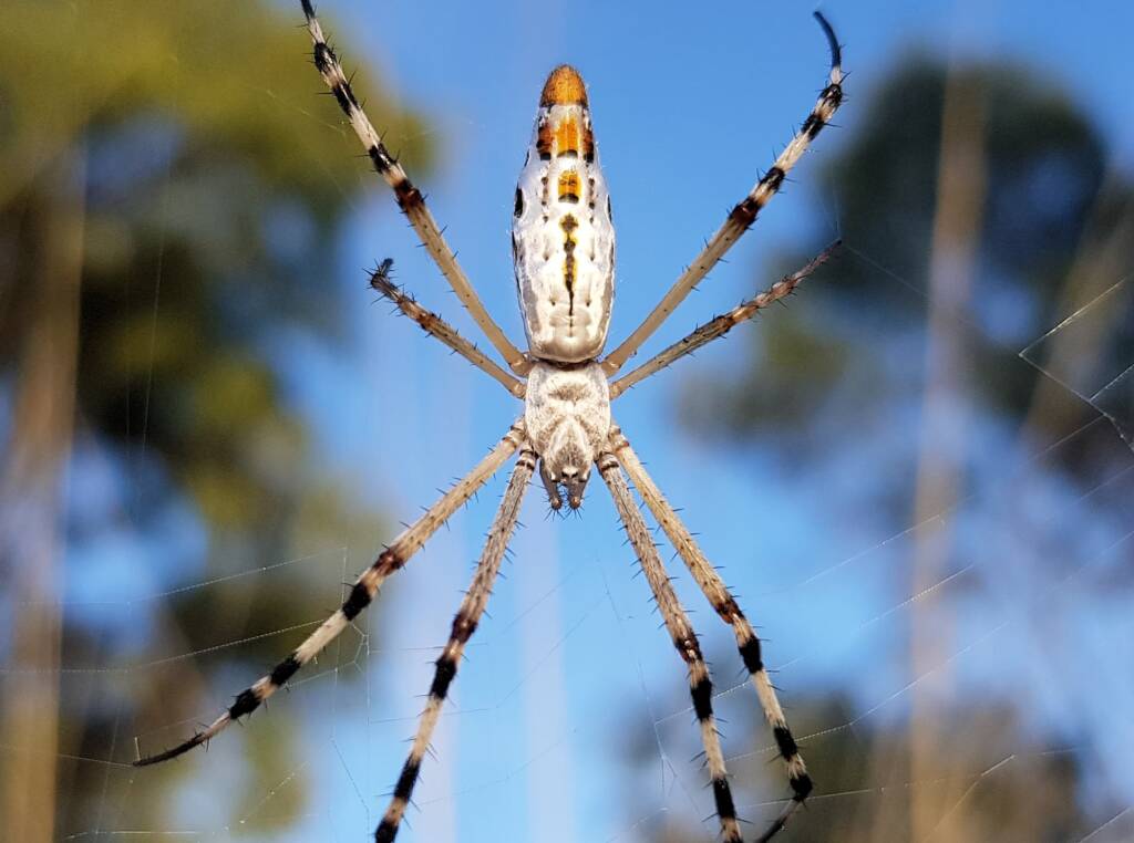 Longtailed Orb-weaving Spider (Argiope protensa), Alice Springs Desert Park NT