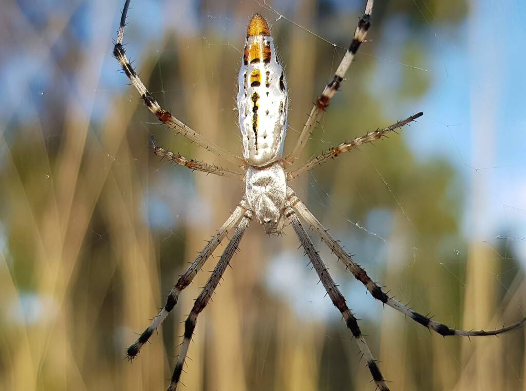 Longtailed Orb-weaving Spider (Argiope protensa), Alice Springs Desert Park NT