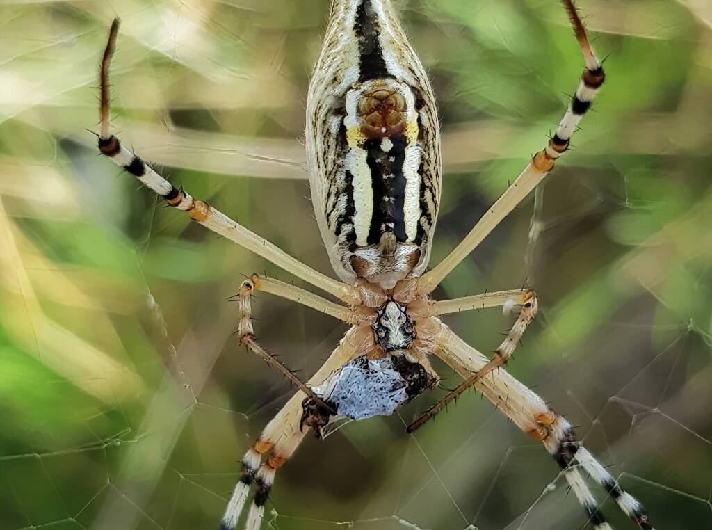 Longtailed Orb-weaving Spider (Argiope protensa) with prey, Alice Springs Desert Park NT