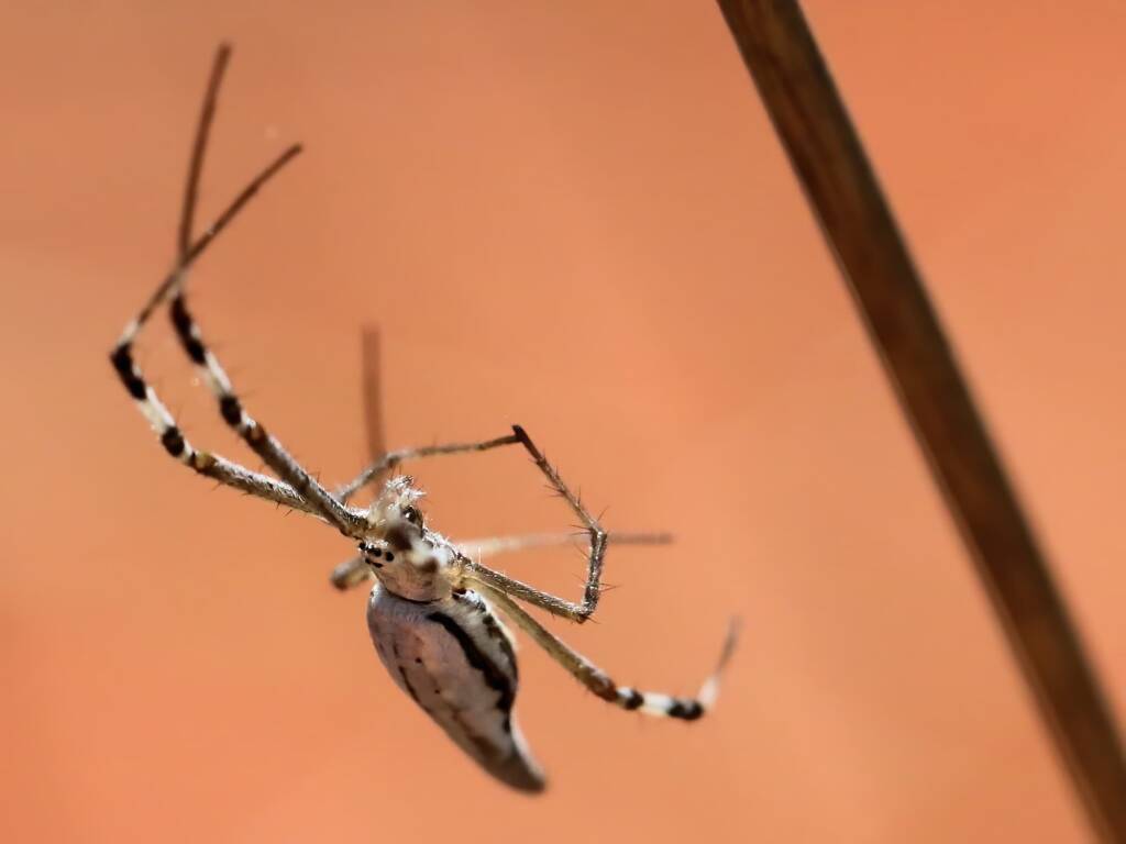 Longtailed Orb-weaving Spider (Argiope protensa), Maryvale Road, Central Australia NT © Dorothy Latimer