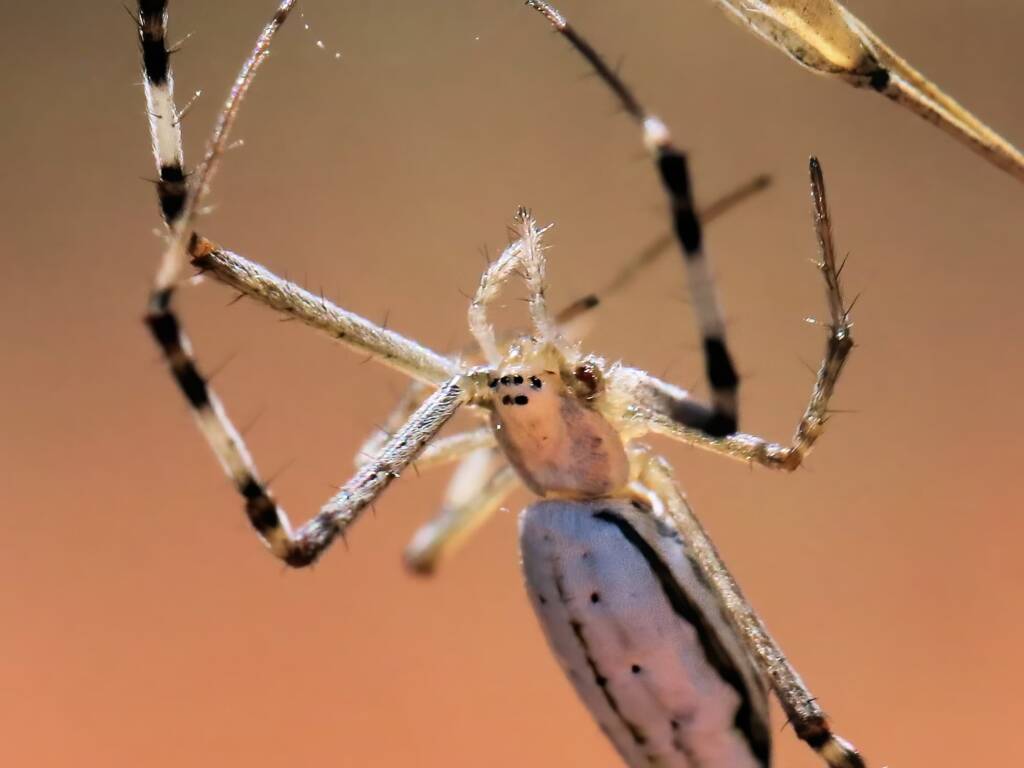 Longtailed Orb-weaving Spider (Argiope protensa), Maryvale Road, Central Australia NT © Dorothy Latimer