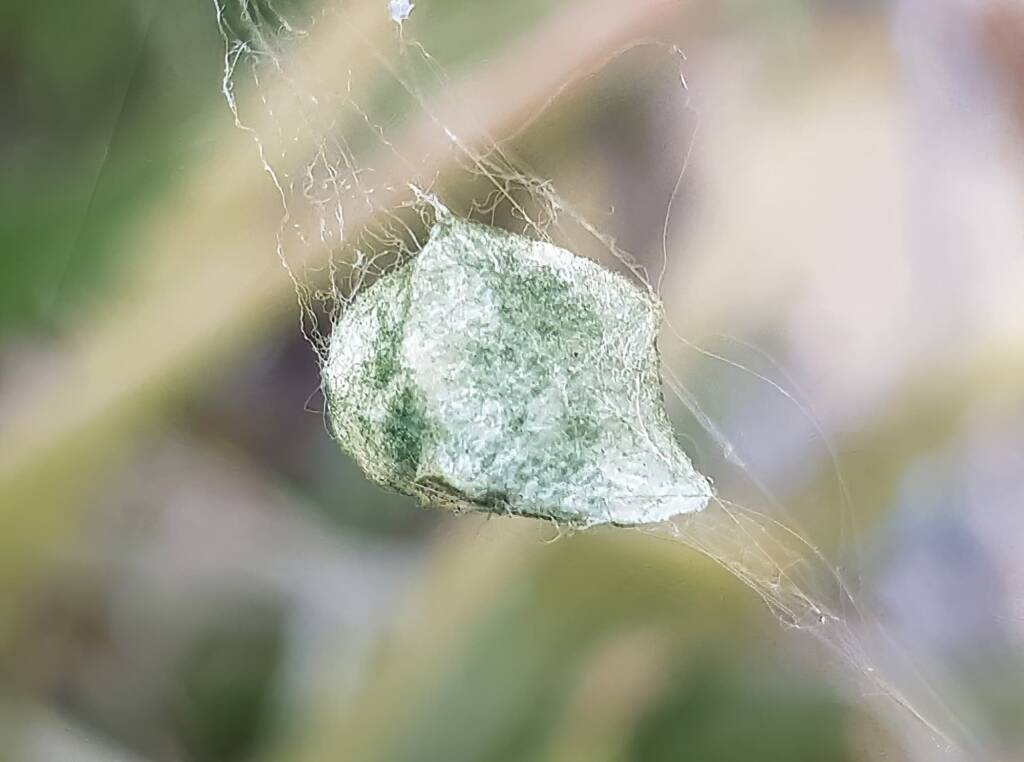 Long-tailed St. Andrews Cross Spider (Argiope protensa) egg sac, Alice Springs NT