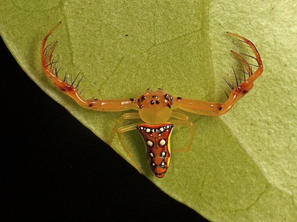 Arkys bulburinensis, Mount Mee QLD © Tony Eales