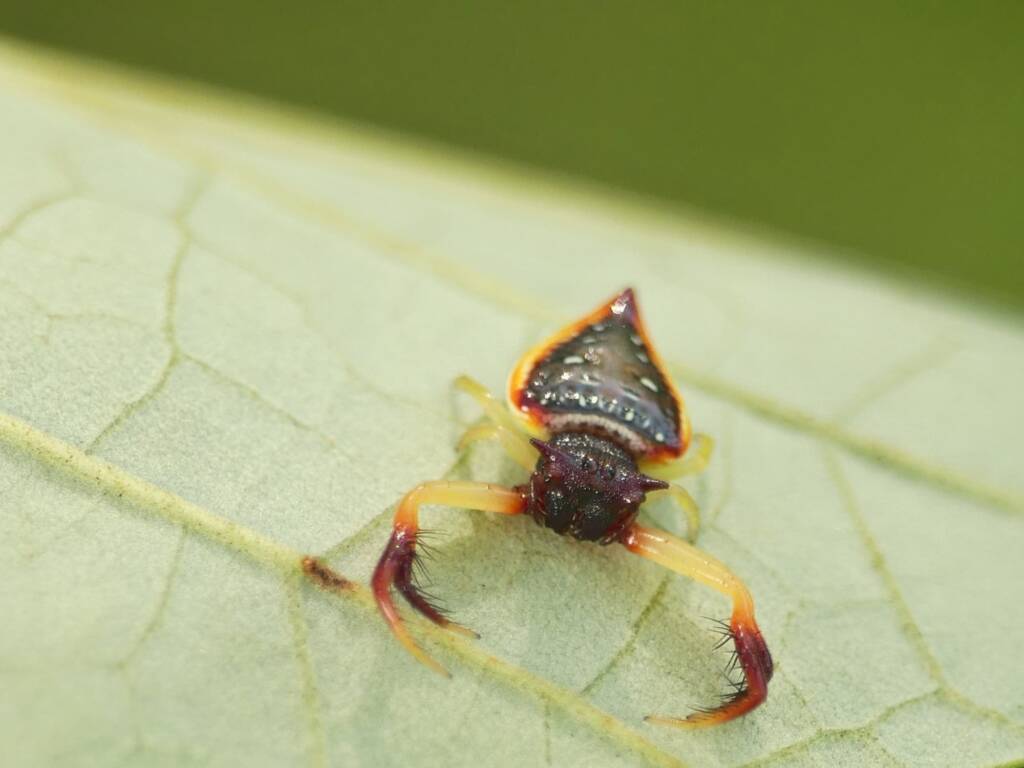 Arkys cornutus (Horned Triangular Spider), Gold Coast QLD © Stefan Jones