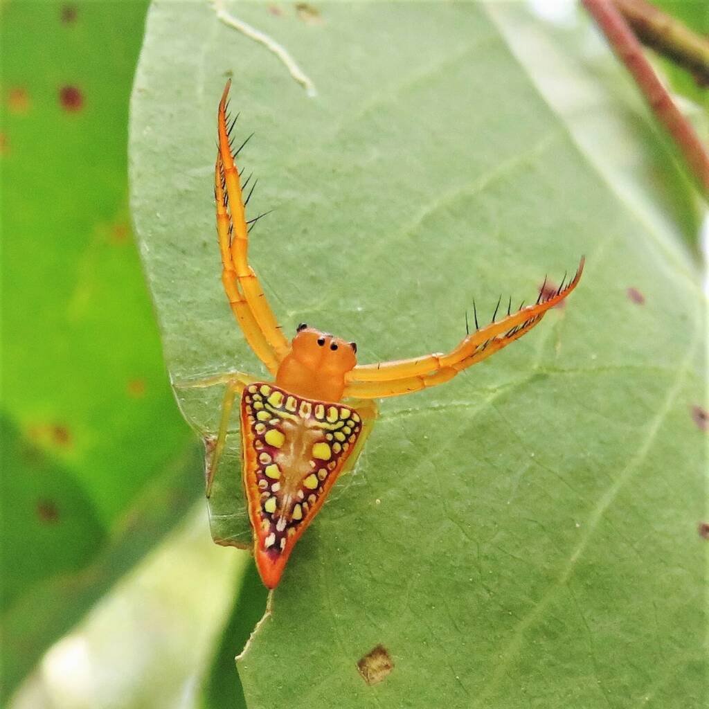 Walckenaer's Studded Triangular Spider (Arkys walckenaeri), Wandella NSW © Deb Taylor