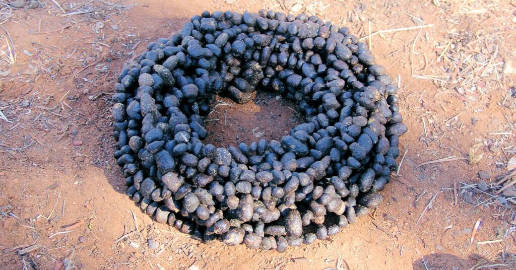 A Pile of Stones, A Bundle of Sticks & Black Gold, Artist Sue Taylor - (stones, sticks, roo poo and string)
