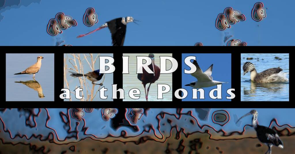 Birds at the Ponds - Ausemade filmstrip