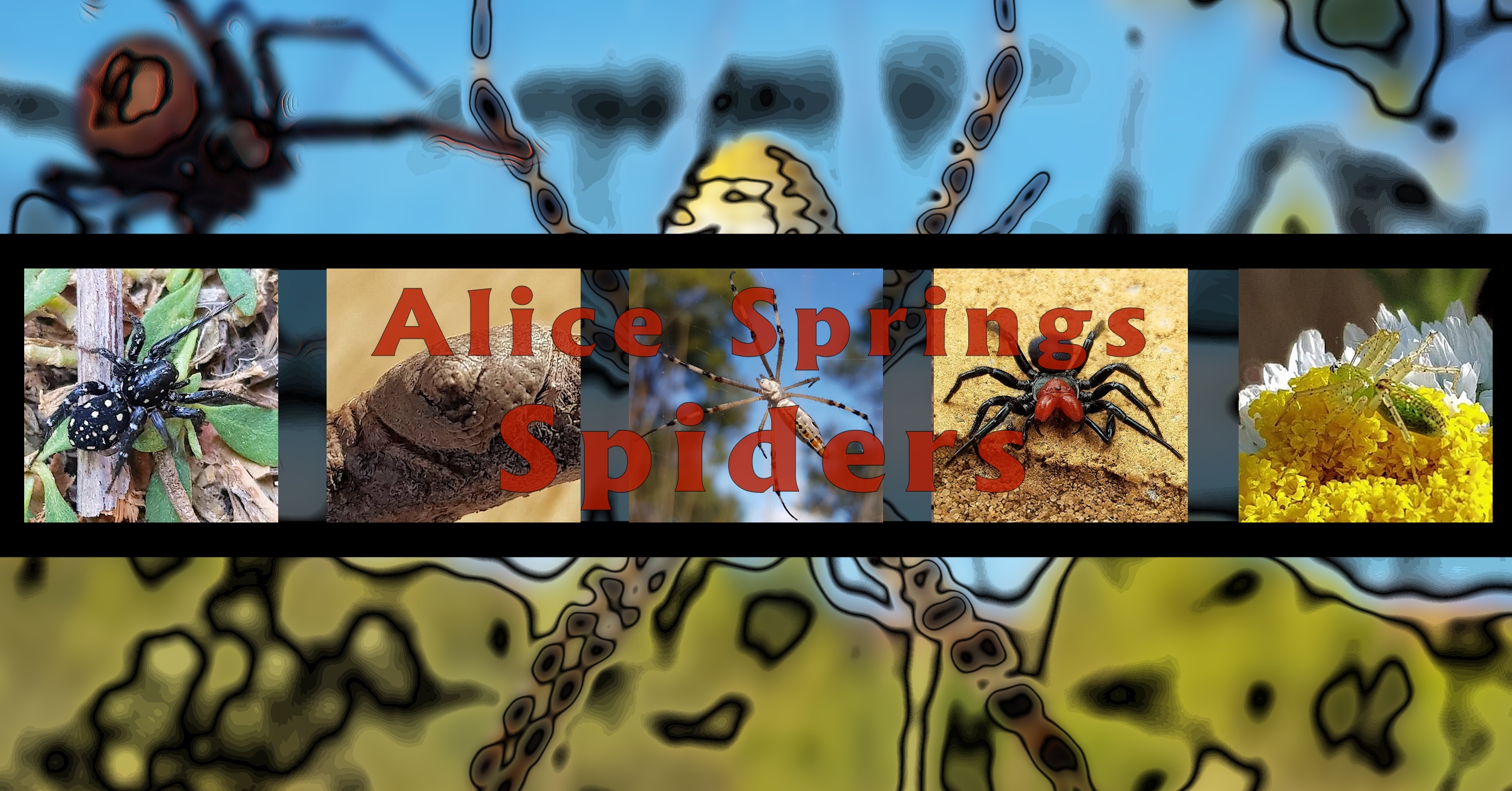 Alice Springs Spiders - Ausemade filmstrip
