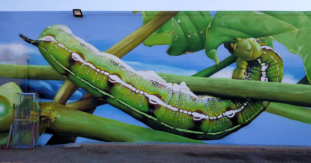 Alice Springs Street Art - Life Cycle of the Yeperenye Caterpillar - artist Jimmy DVATE
