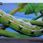 Alice Springs Street Art - Life Cycle of the Yeperenye Caterpillar - artist Jimmy DVATE