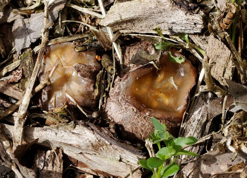 Stinkhorn fungi (Aseroe rubra) before rupturing, Dalcouth QLD © Michael Jefferies
