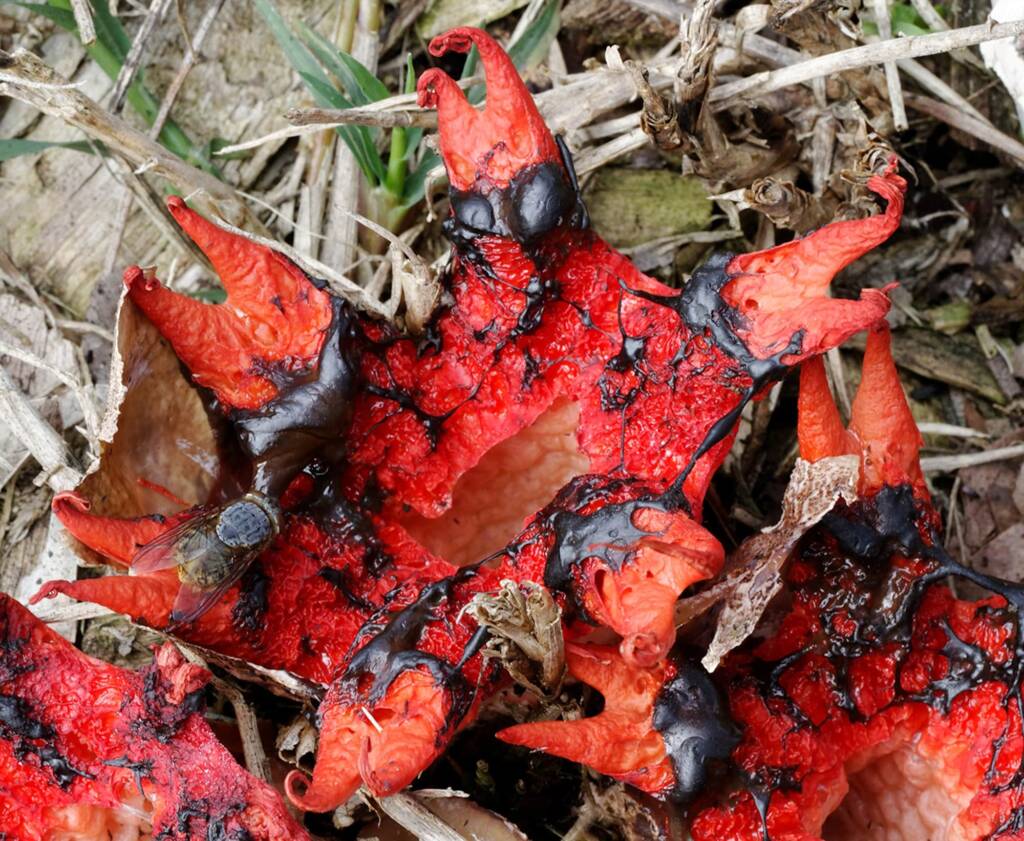 Stinkhorn fungi (Aseroe rubra), Dalcouth QLD © Michael Jefferies