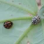 Ashy Gray Lady Beetle (Olla v-nigrum), Mackay QLD © Wayne Jeffree