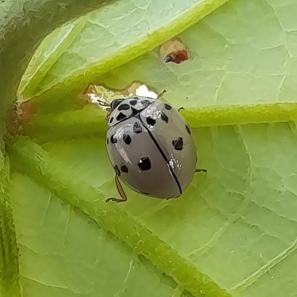 Ashy Gray Lady Beetle (Olla v-nigrum), Mackay QLD © Wayne Jeffree