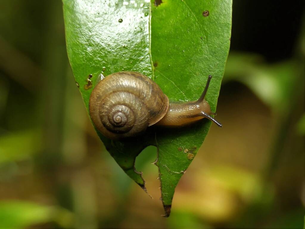 Asian Trampsnail (Bradybaena similaris), Gold Coast QLD © Stefan Jones