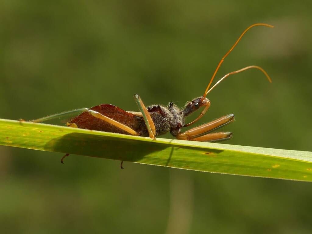 Assassin Bug (Pristhesancus plagipennis), Gold Coast QLD © Stefan Jones