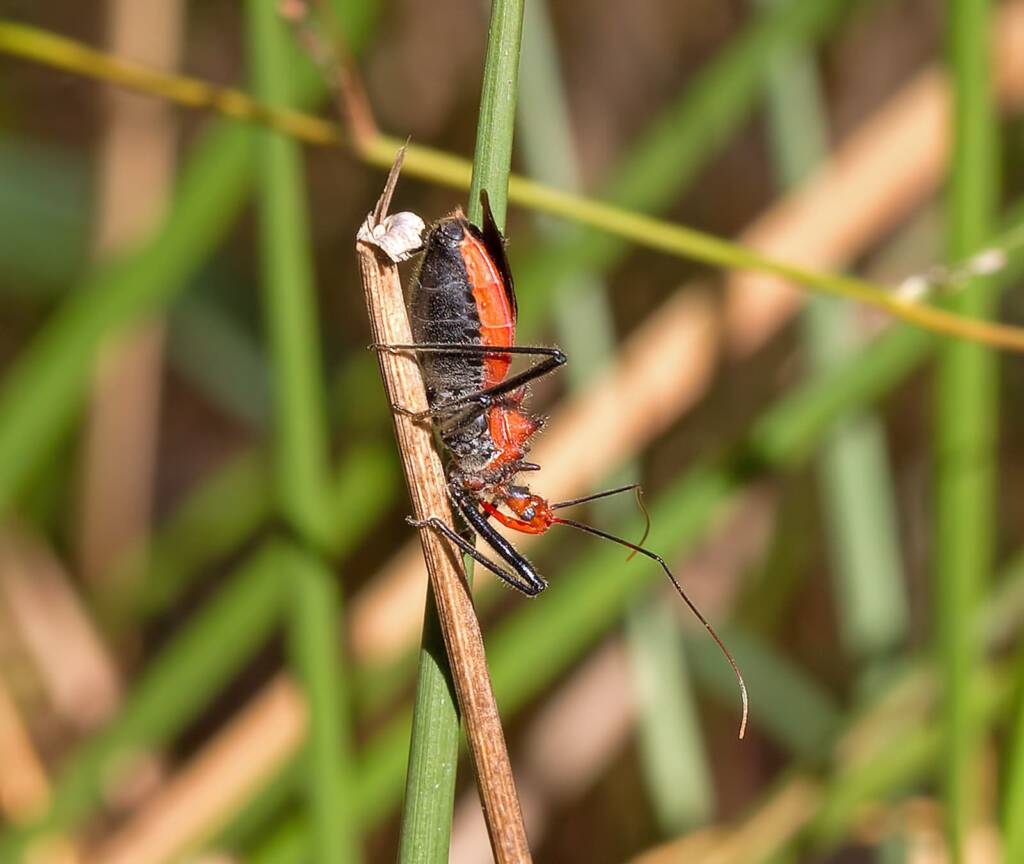 Gminatus australis (Assassin Bug), Granite Belt QLD © Michael Jefferies