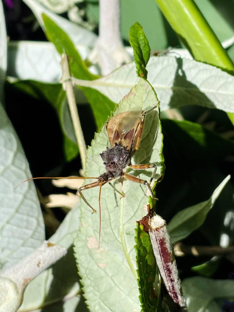 Pristhesancus plagipennis (Assassin Bug), Toowoomba QLD © Michael Jefferies