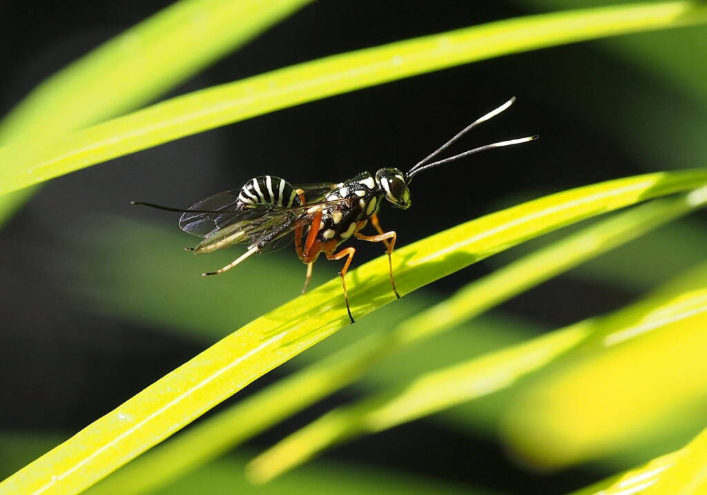 Aulacid Wasps (family Aulacidae), Kallangur, SE QLD © Michael Cawdrey