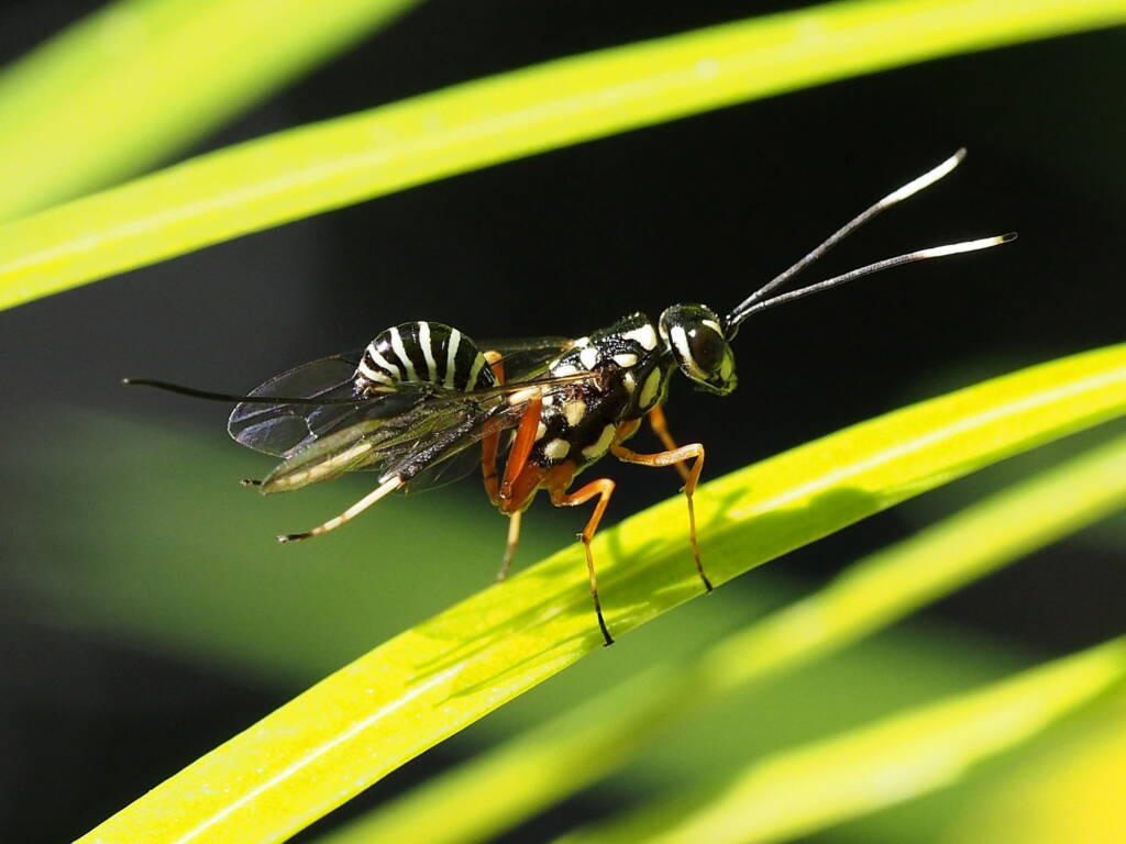 Aulacid Wasps (family Aulacidae), Kallangur, SE QLD © Michael Cawdrey