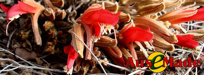 Ausemade Facebook - Upside-down Plant (Leptosema chambersii)
