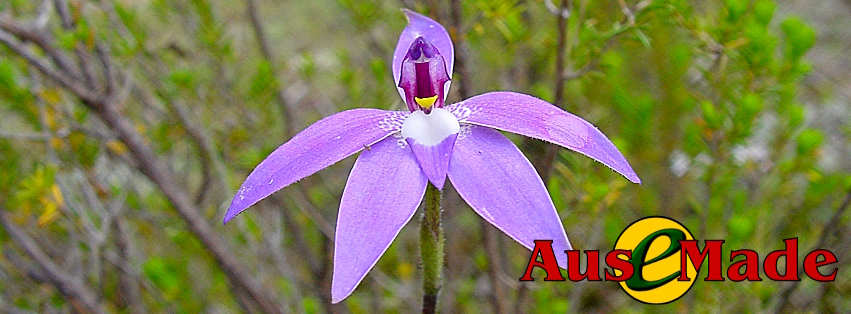 Ausemade Facebook - Wax-lip Orchid (Glossodia major)