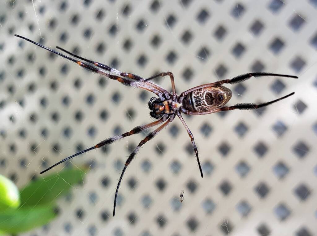 Australian Golden Orb Weaver Spider (Trichonephila edulis)