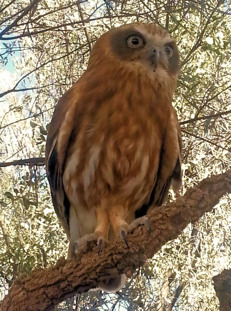 Australian Boobook Owl © Dorothy Latimer