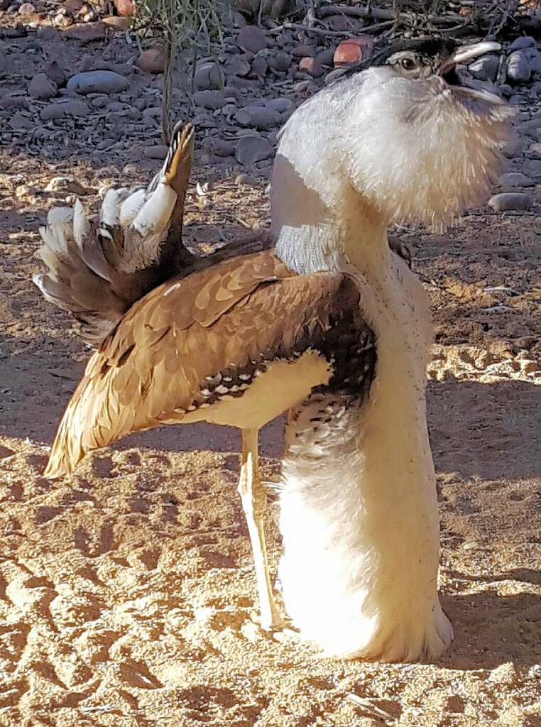 Australian Bustard (Ardeotis australis)