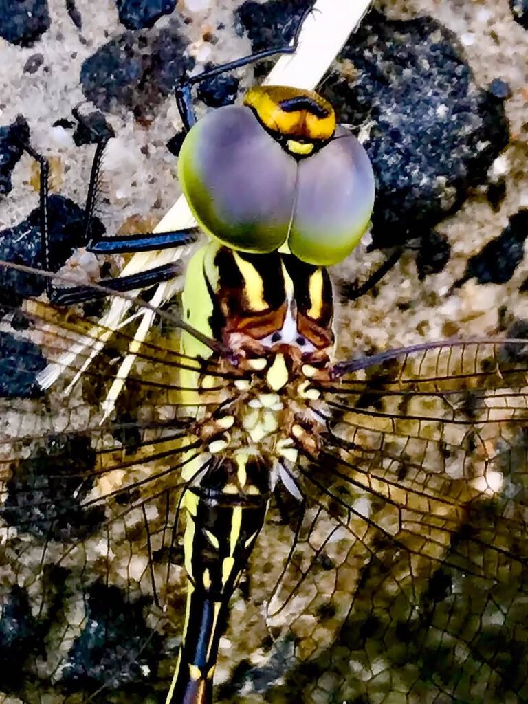 Australian Duskhawker Dragonfly (Austrogynacantha heterogena) © Di Bickers
