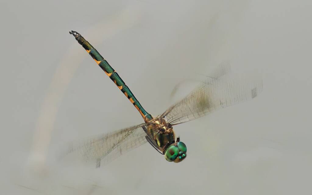 Australian Emerald Dragonfly male, Karawatha Forest QLD © Jeff Melvaine