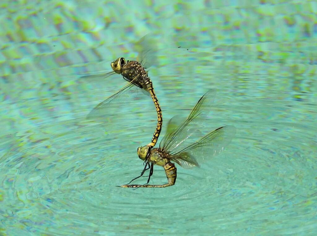 Australian Emperor Dragonfly (Anax papuensis), Alice Springs NT @ Dorothy Latimer
