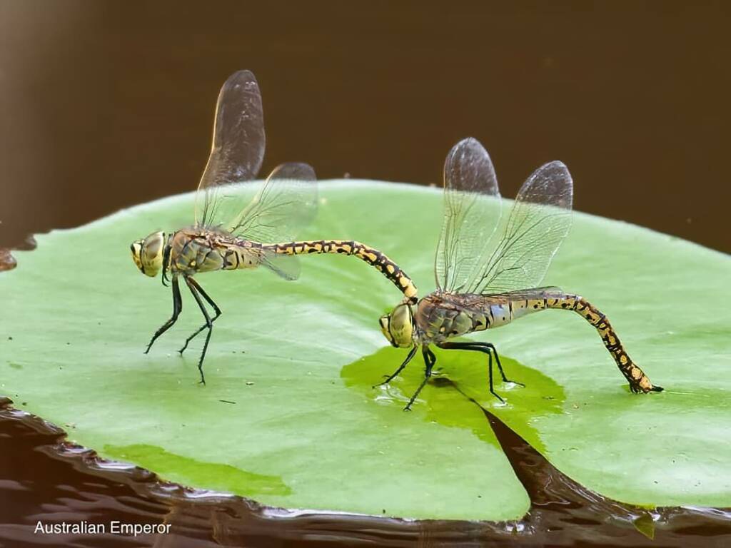 Australian Emperor Dragonfly (Anax papuensis), Ransome/Brisbane QLD @ Ellen West