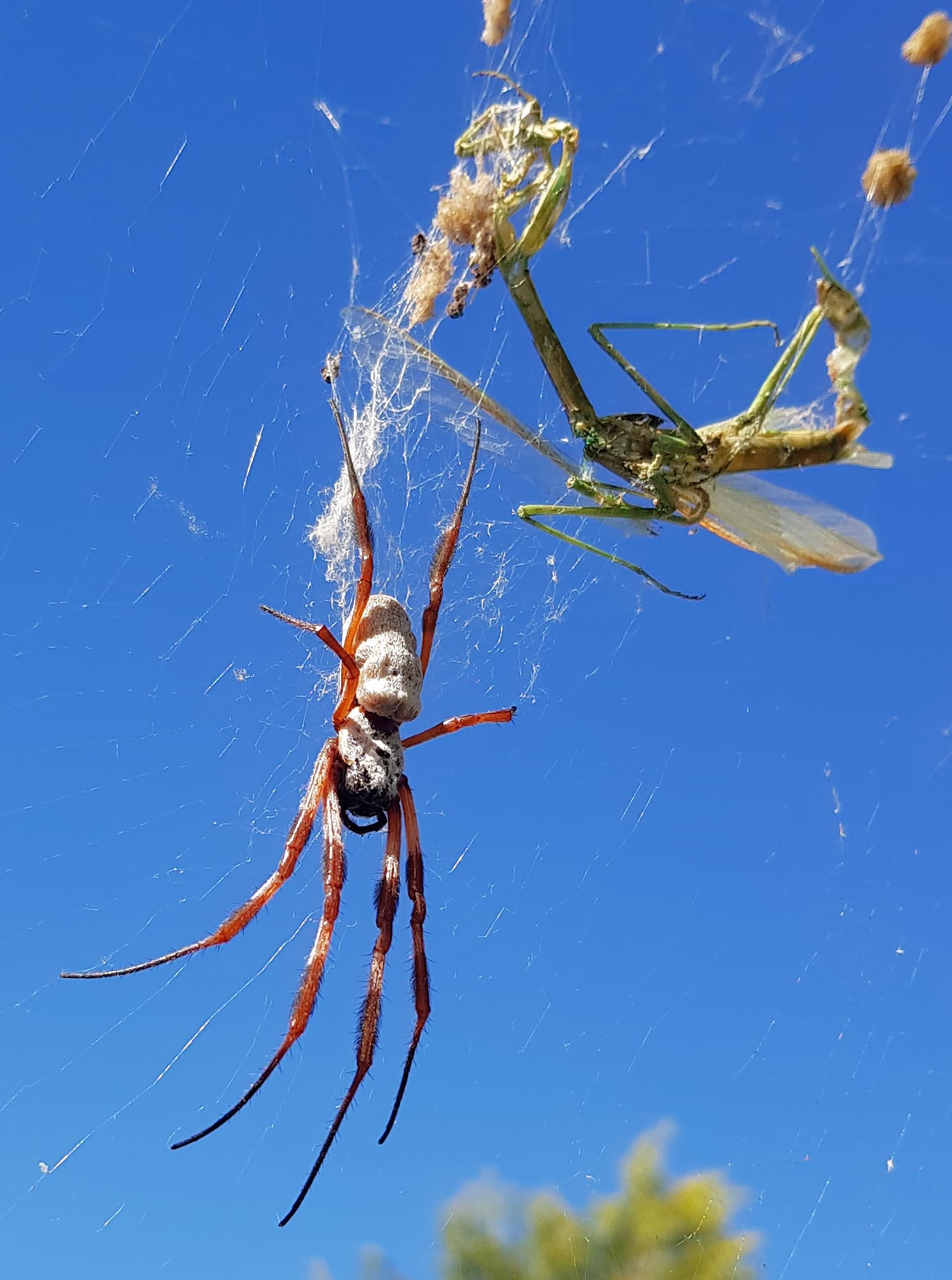 Australian Golden Orb Weaver Ausemade