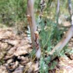 Australian Golden Orb Weaver Spider (Trichonephila edulis), Alice Springs Desert Park, NT