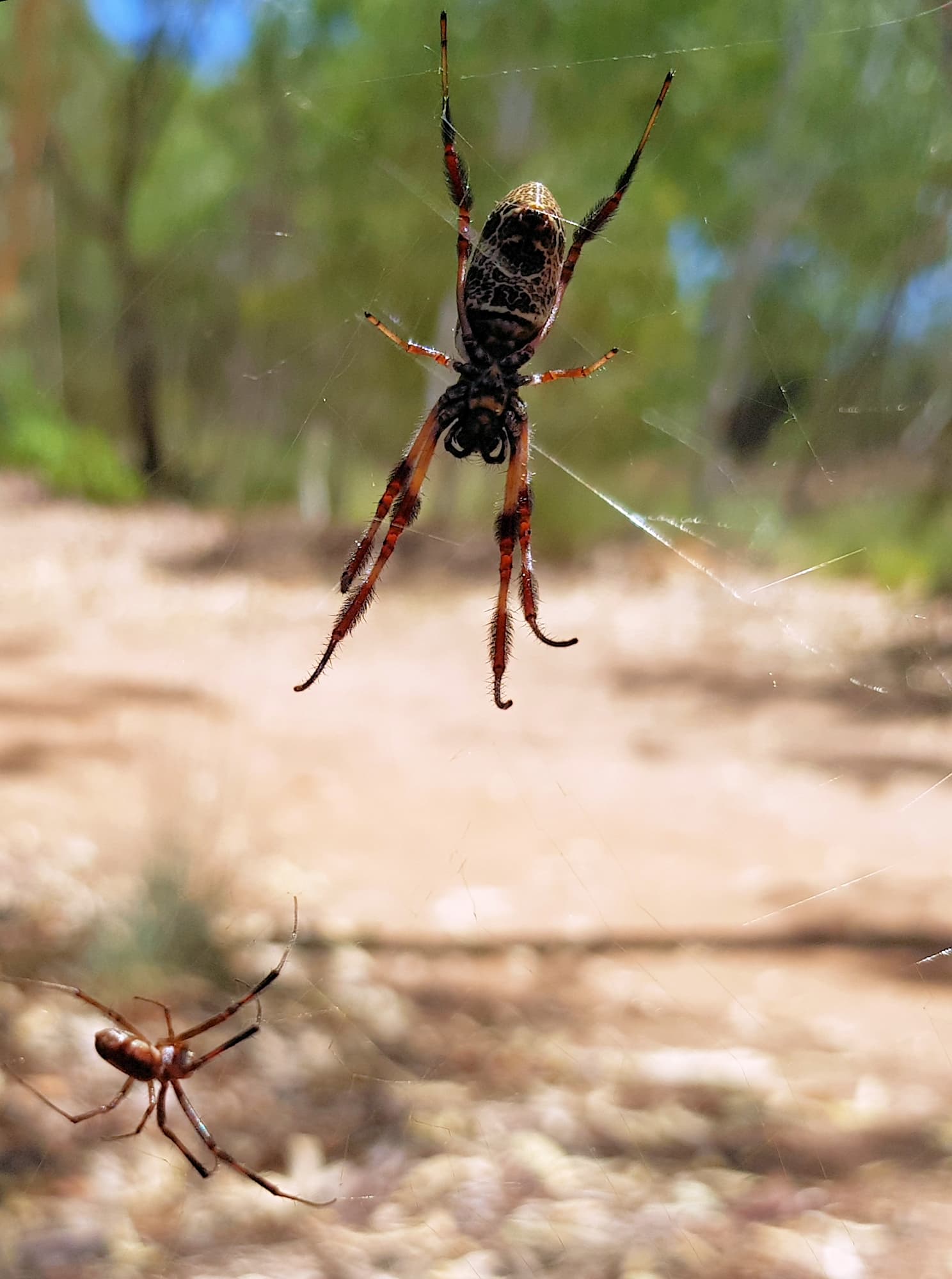 Male and female Australian Golden Orb Weaver Spider (Trichonephila edulis), Alice Springs Desert Park, NT