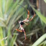 Female Australian Golden Orb Weaver Spider (Trichonephila edulis), Alice Springs NT