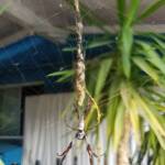 Web of an Australian Golden Orb Weaver Spider (Trichonephila edulis), Alice Springs NT