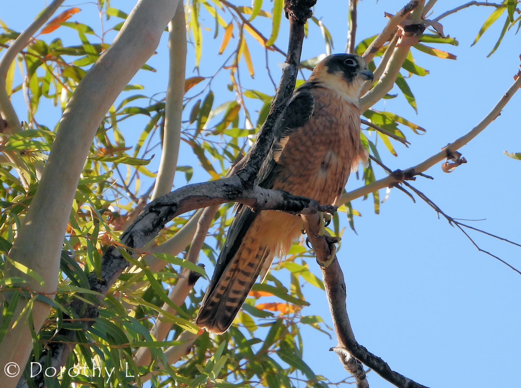 Australian Hobby preening & roosting Ausemade
