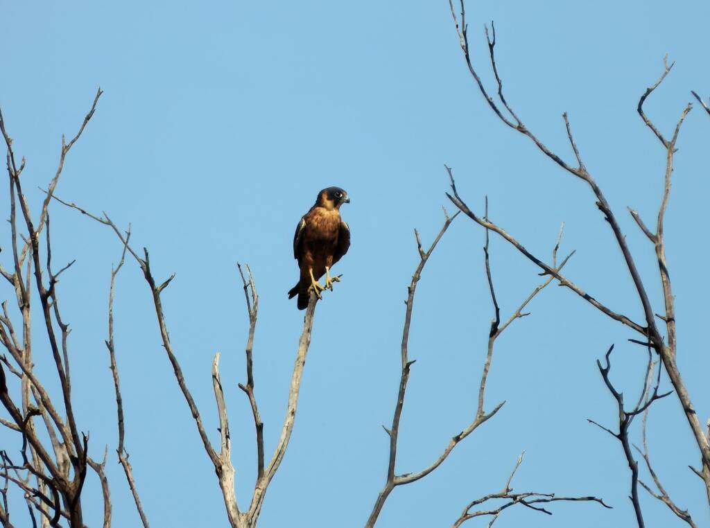 Australian Hobby (Falco longipennis), Alice Springs Sewage Ponds © Dorothy Latimer