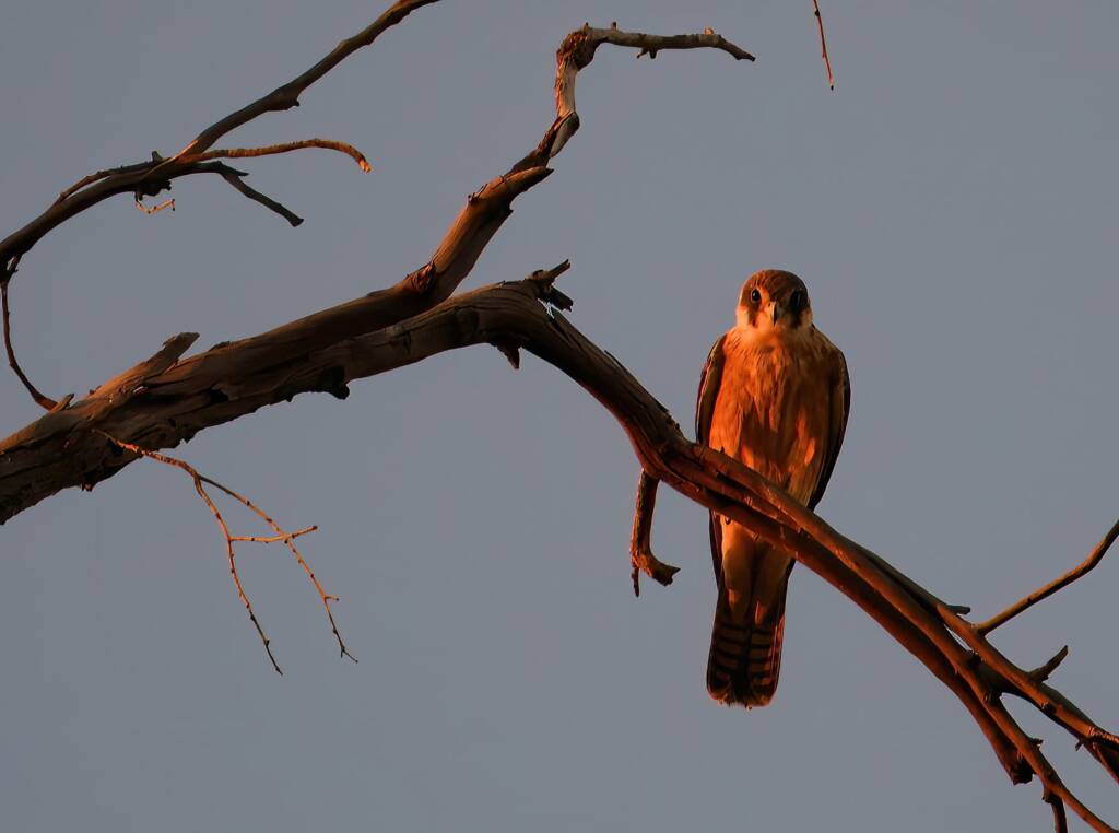 Australian Hobby (Falco longipennis), Owen Springs Reserve NT © Dorothy Latimer
