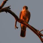 Australian Hobby (Falco longipennis), Owen Springs Reserve NT © Dorothy Latimer