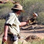Australian Hobby (Falco longipennis), Free-flying Birds Show, Alice Springs Desert Park