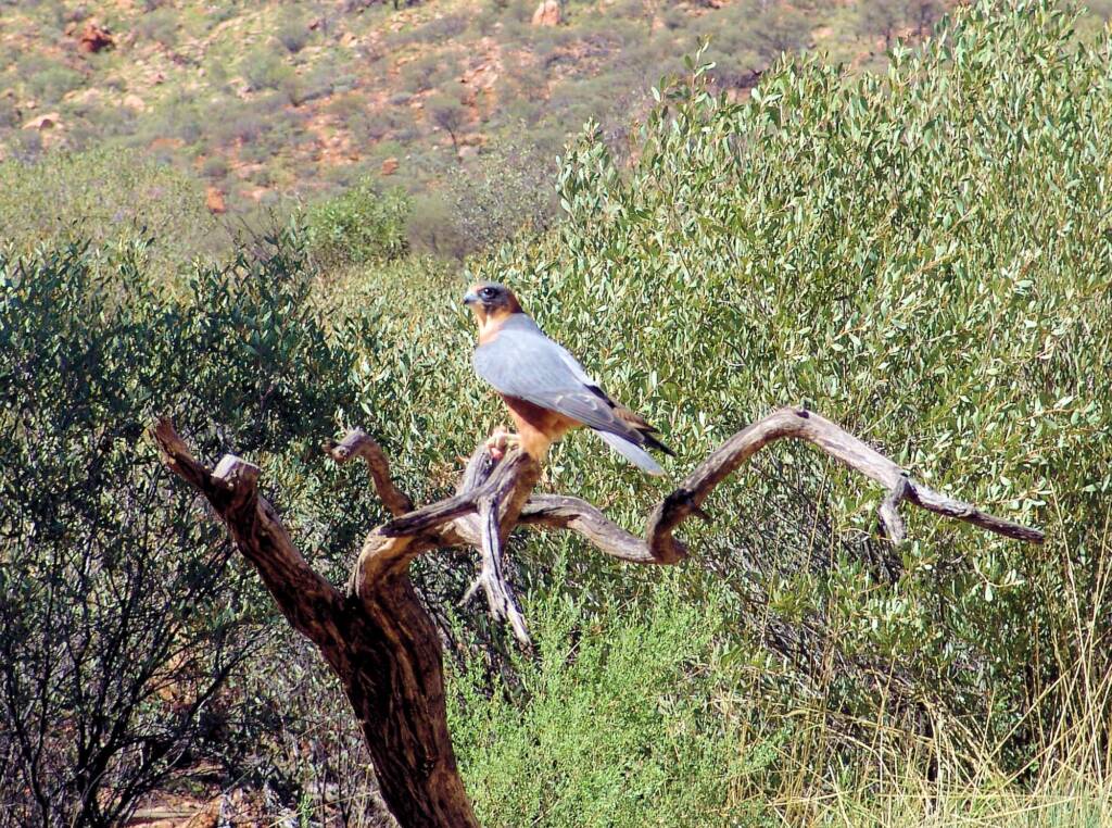 Australian Hobby (Falco longipennis), Free-flying Birds Show, Alice Springs Desert Park