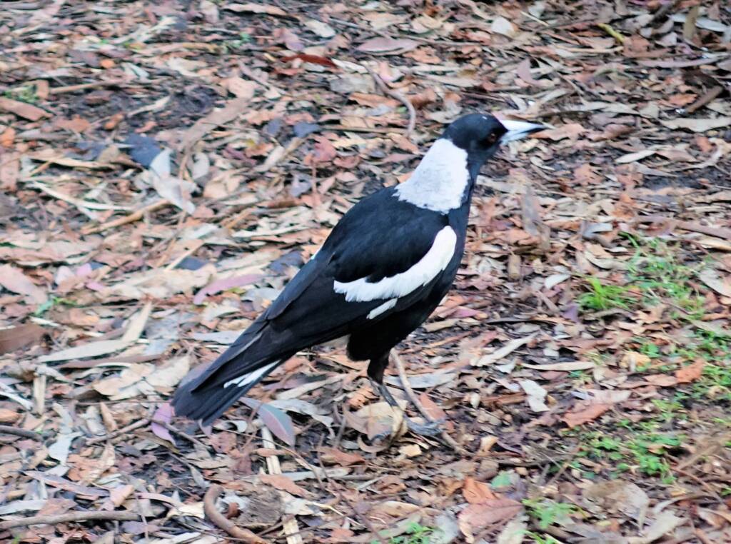 Australian Magpie (Gymnorhina tibicen), Stony Range Regional Botanic Garden, Dee Why NSW