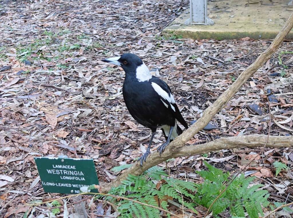 Australian Magpie (Gymnorhina tibicen), Stony Range Regional Botanic Garden, Dee Why NSW