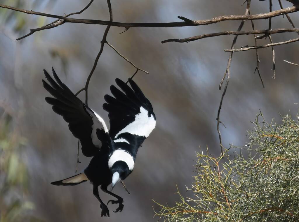 Australian Magpie (Gymnorhina tibicen), Newhaven Wildlife Sanctuary NT © Dorothy Latimer