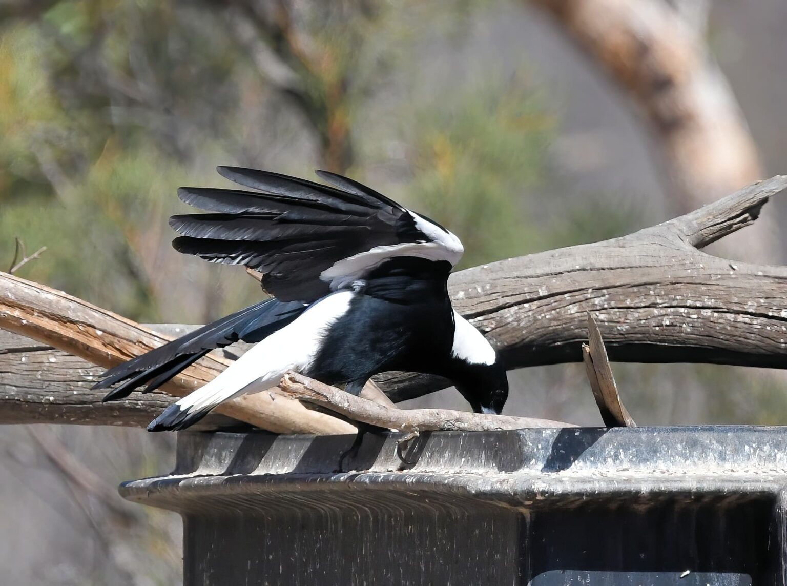 australian-magpie-gymnorhina-tibicen-ausemade
